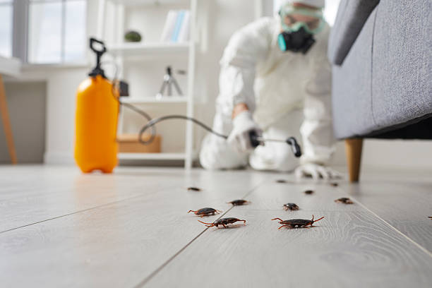Affordable Termite Control solutions in Eustis, FL